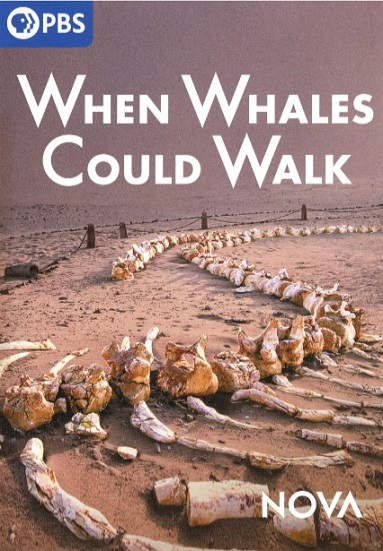 When Whales Could Walk